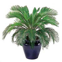 نخل ساگو , نخل زینتی , سیکاد